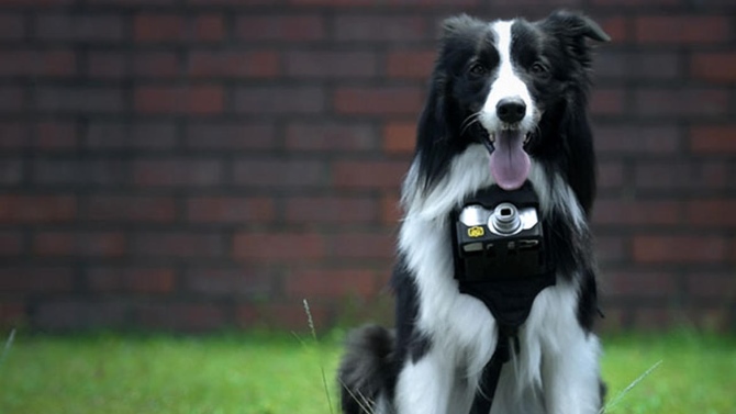 狗眼看世界 Nikon Heartography - 最新情报 - 香