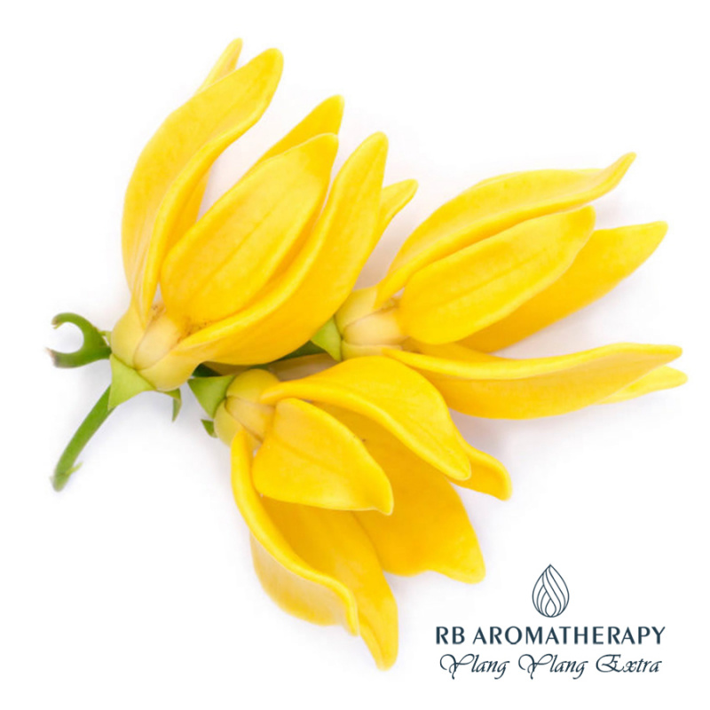 有機特級依蘭(伊蘭)精油 Ylang Ylang Extra Organic