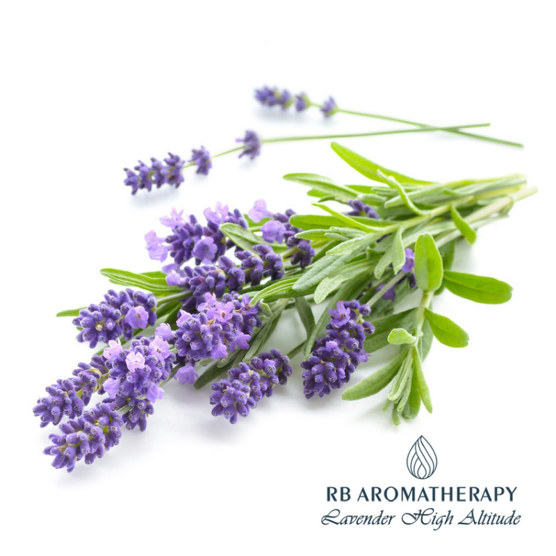 法國高山薰衣草 50/52 精油 Lavender High Altitude