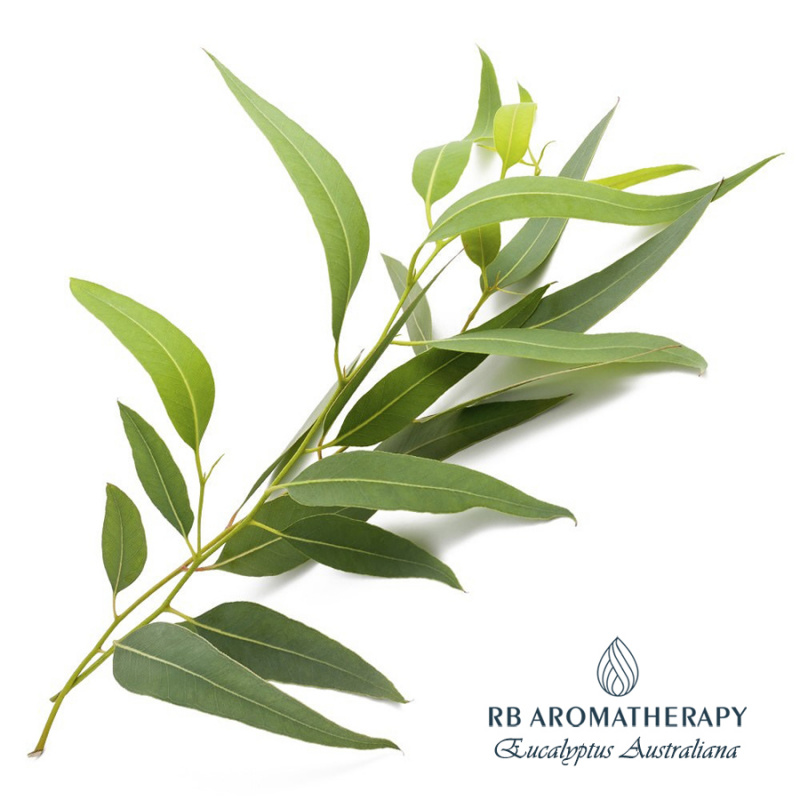 澳洲尤加利精油 Eucalyptus Australiana