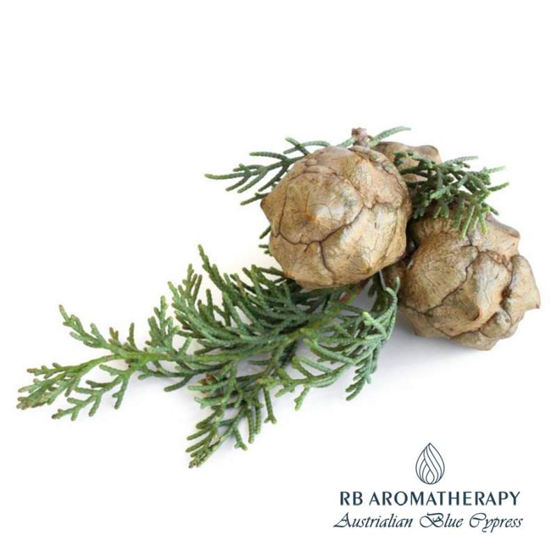 澳洲藍絲柏精油 Austrialian Blue Cypress