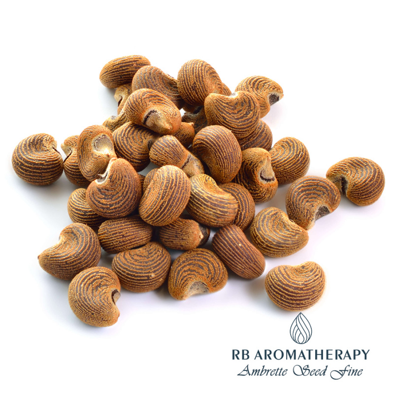 真正麝香黃葵籽CO2精油 Ambrette Seed Fine 天然定香