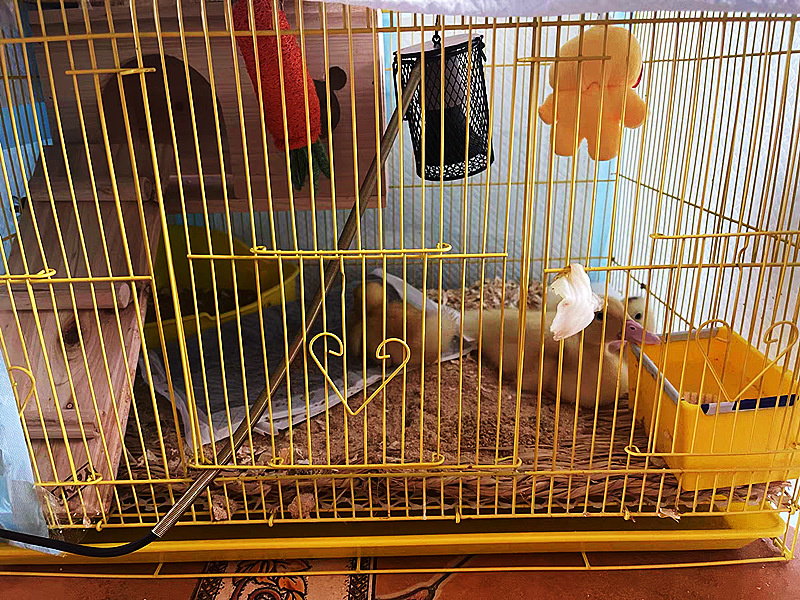 杰克-鸚鵡陶瓷加熱燈 | 保暖燈 | 蜥蜴取暖器 | 防咬防燙網 | 爬蟲保溫燈燈罩-英規插頭燈罩 | 旋轉調節開關線+陶瓷燈（8113）