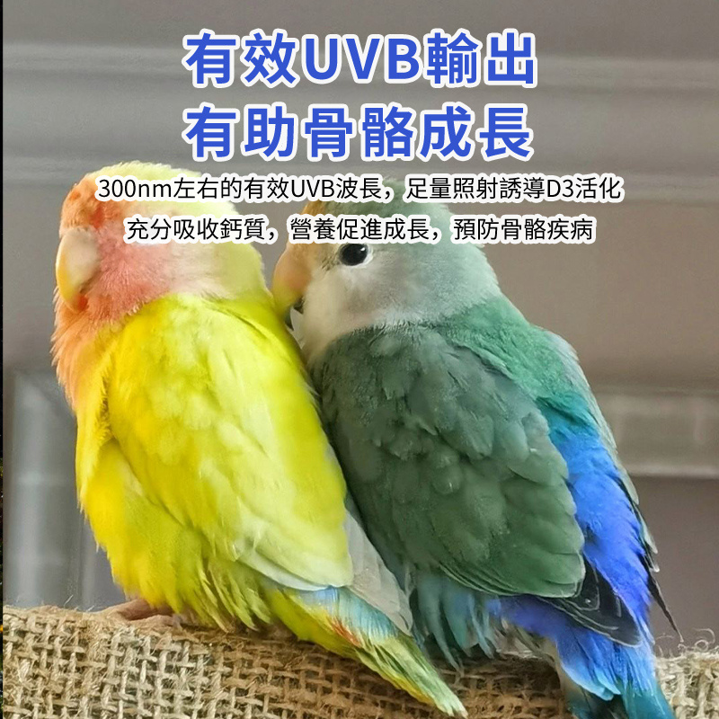 鸚鵡UVB燈丨鳥類小鳥補鈣燈丨UVB紫外線螺旋燈管丨E27寵物燈泡 丨白光（8117）