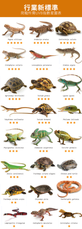 LED烏龜UVB曬背燈丨UVA太陽燈丨爬寵鬃獅蜥蜴爬龜缸燈丨紫外線補鈣燈泡丨 UVB10.0（8118）