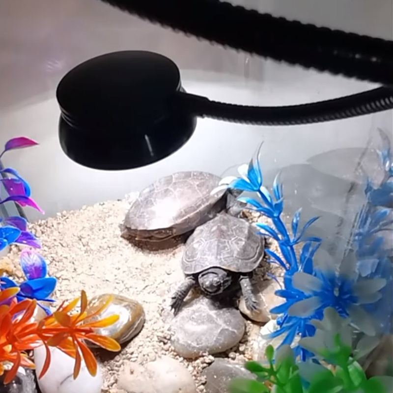 LED爬寵補鈣燈丨烏龜曬背燈丨UVA+UVB全光譜燈丨迴圈定時夾子燈（8119）