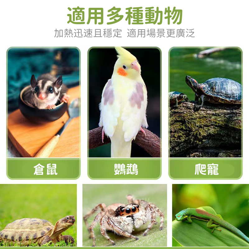 寵物爬蟲爬寵加熱防燙燈罩丨曬背燈罩丨貓狗蜥蜴守宮鸚鵡保溫燈丨取暖燈（8131）