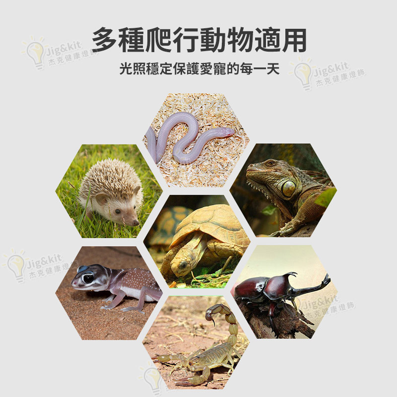 爬蟲燈 | UVB10.0補鈣節能燈 | 陸龜鬃獅飼養箱蜥蜴變色龍紫外線曬背燈 - 220v 13w 10.0藍白光（8136）