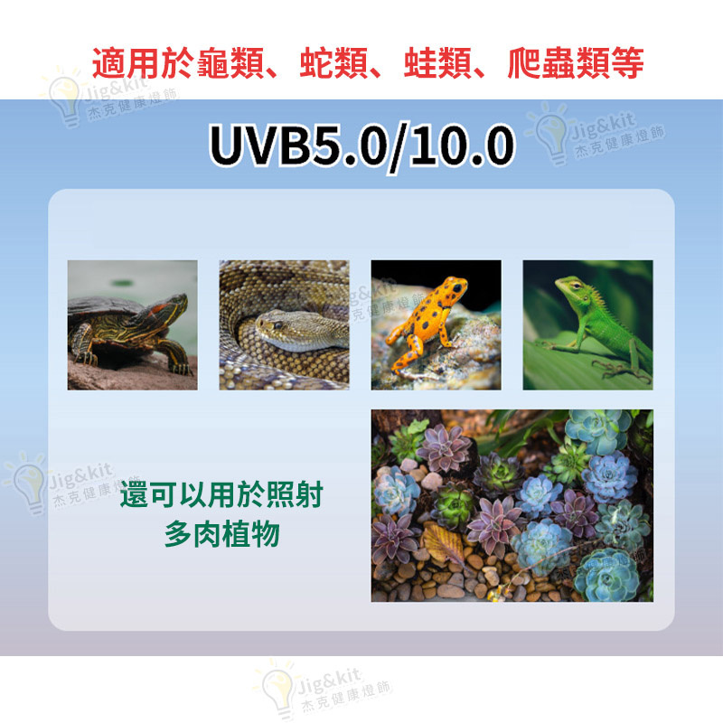 爬蟲燈 | UVB10.0補鈣節能燈 | 陸龜鬃獅飼養箱蜥蜴變色龍紫外線曬背燈 - 220v 13w 10.0藍白光（8136）
