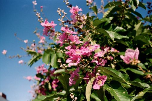 Fujifilm Fujicolor 100 Color Negative Film 彩色負片菲林 (36exp)