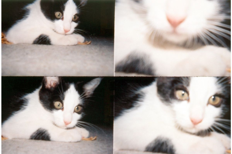 Lomography ActionSampler Clear 四格菲林相機 ASP200