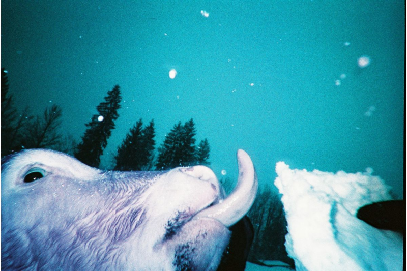 Lomography Simple Use 即開即用菲林相機－LomoChrome Purple 紫調負片版本 suc100lc-27