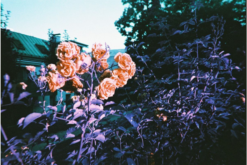 Lomography Simple Use 即開即用菲林相機－LomoChrome Purple 紫調負片版本 suc100lc-27