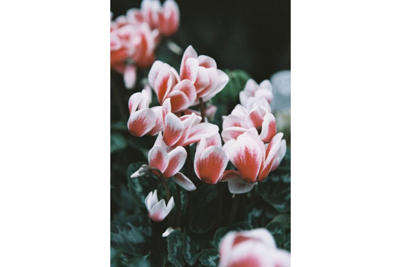 Lomography LomoChrome Color ’92 ISO 400 110 彩色負片 f410color