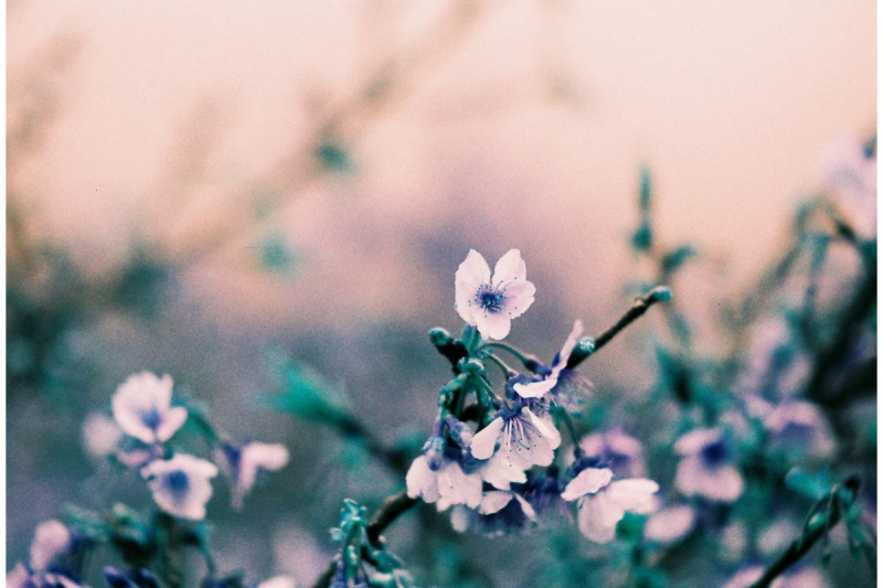 Lomography LomoChrome Turquoise ISO 100-400 35mm 藍調特效菲林-2021 新配方 f136tq1 Lomography LomoChrome Turquoise ISO 100-400 35mm 藍調特效菲林-2021 新配方 f136tq1