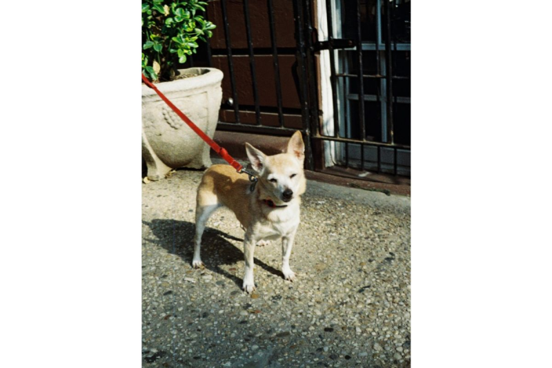 Lomography Color Tiger ISO 200 110 彩色負片 f110c1 （一盒一卷） /f110c3 （一盒三卷）