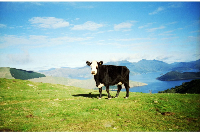 Lomography Lomography ISO 100 35mm 彩色負片（一盒 3 卷）f3361