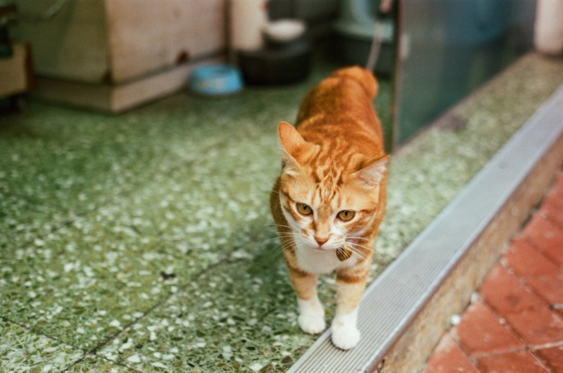 RETO Amber 320D Color Negative 27 Exp 35mm Cine Film彩色負片 27 Exp 35 毫米電影菲林
