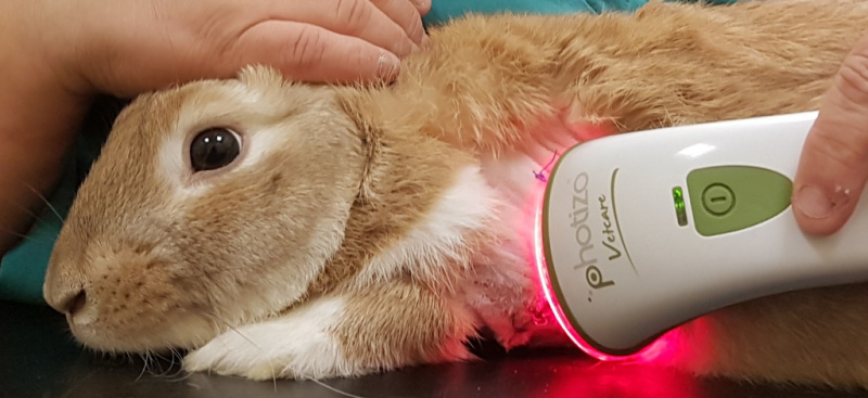 Photizo Vetcare 寵物光療儀