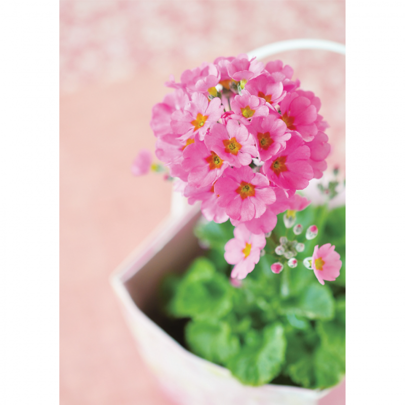 SEISHIN - 日本櫻草｜FLORAL CONTAINER 系列｜家居種植包