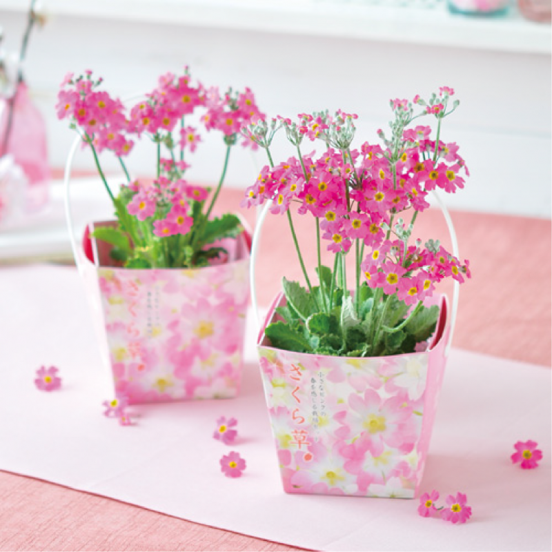 SEISHIN - 日本櫻草｜FLORAL CONTAINER 系列｜家居種植包