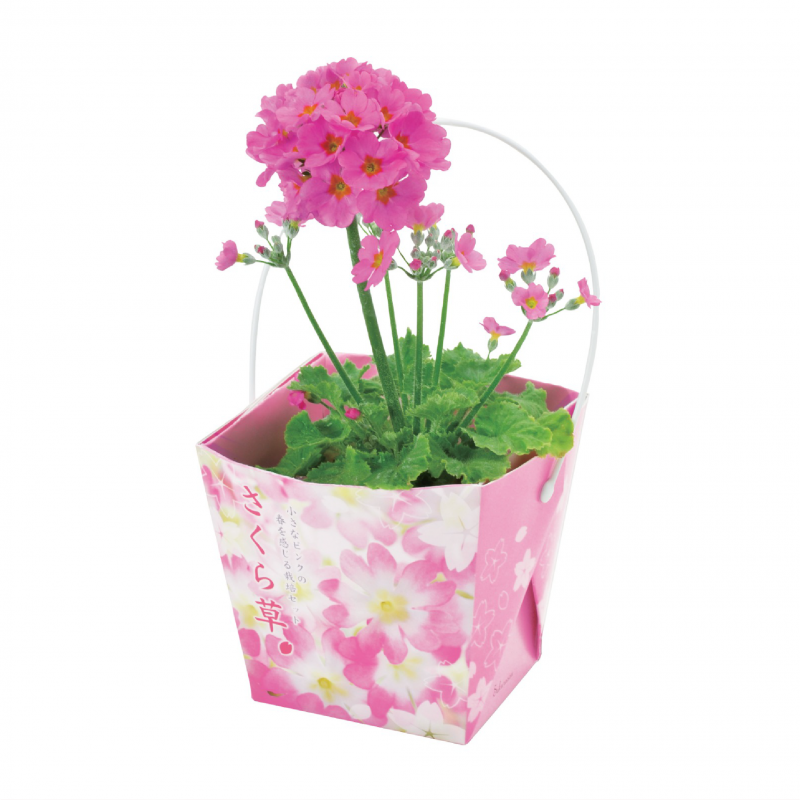 SEISHIN - 日本櫻草｜FLORAL CONTAINER 系列｜家居種植包