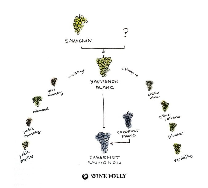 credit: http://winefolly.com/review/enthusiasts-guide-sauvignon-blanc/