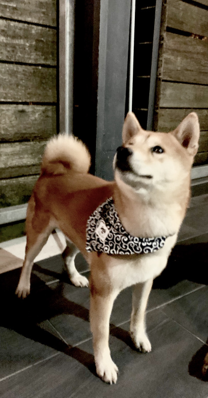日式狗狗領帶圍巾 [3色］
