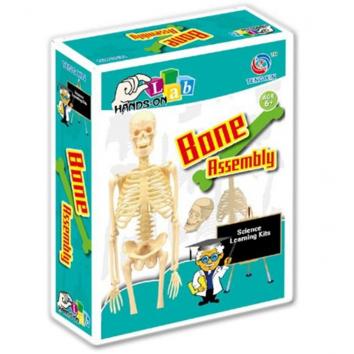 TENGA DIY STEM 人體骨骼模型科教玩具