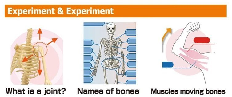 TENGA DIY STEM 人體骨骼模型科教玩具