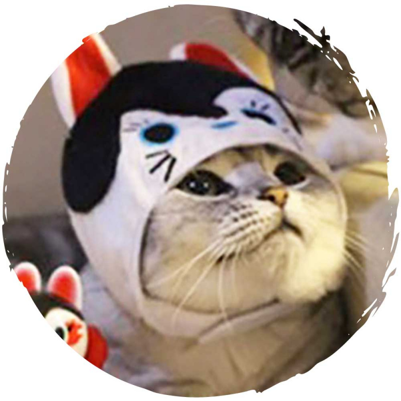 🐡和風可愛貓咪變裝帽子服飾(雞泡魚) - 毛孩物語Pets Thing｜香港寵物 