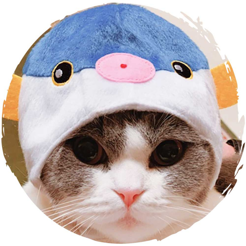 🐡和風可愛貓咪變裝帽子服飾(雞泡魚) - 毛孩物語Pets Thing｜香港寵物 