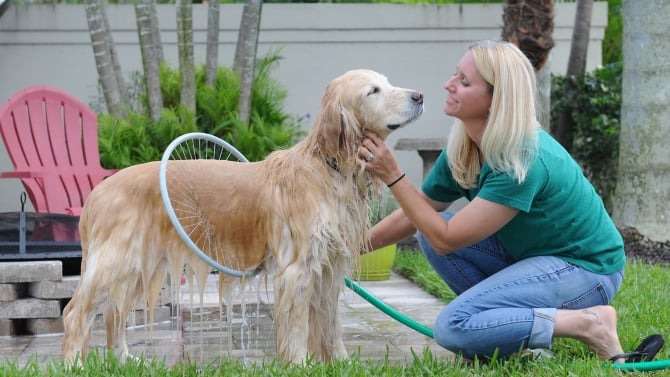 狗狗怎么洗澡白 37b535037fe921a57e03.jpg