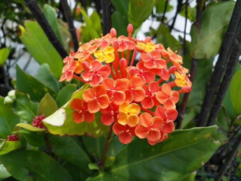 Google Camera 4.4 APK 下载: Nokia 8 上安装