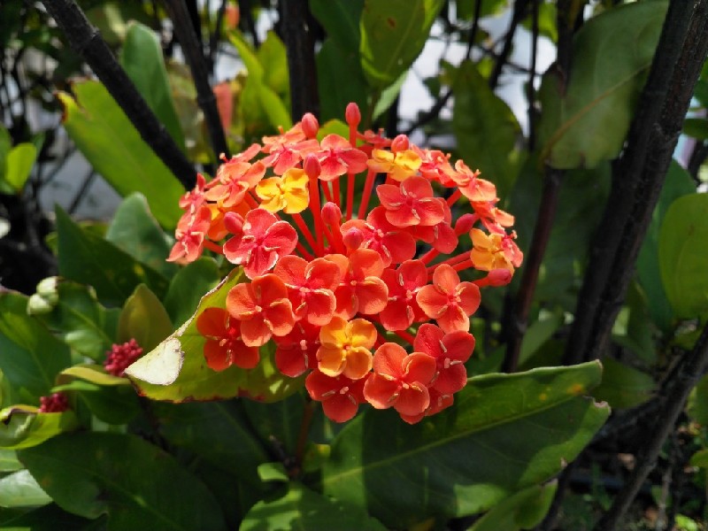 Google Camera 4.4 APK 下载: Nokia 8 上安装