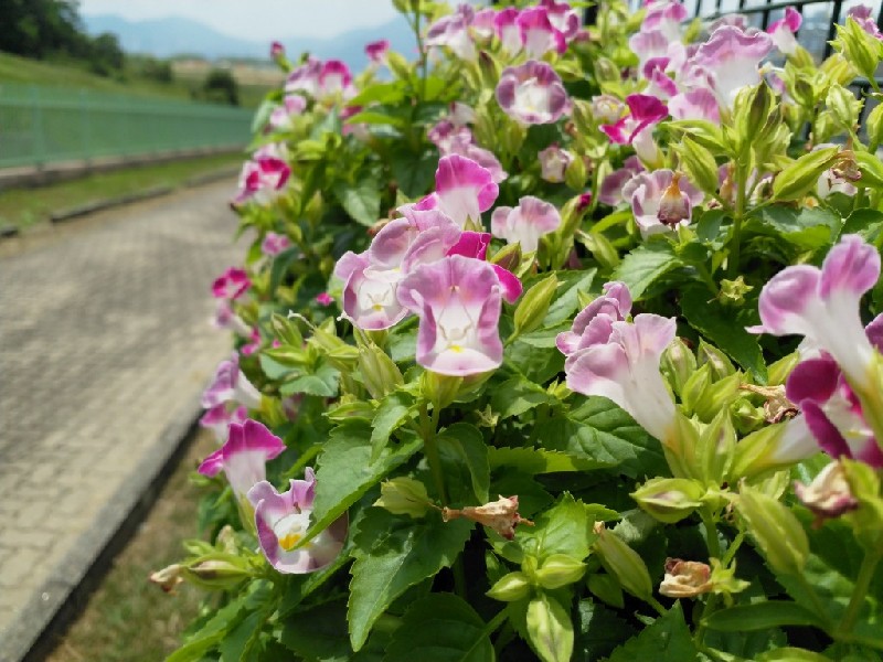 Huawei Mate 9 Vs Nokia 8 摄影效能比拼 - 最新